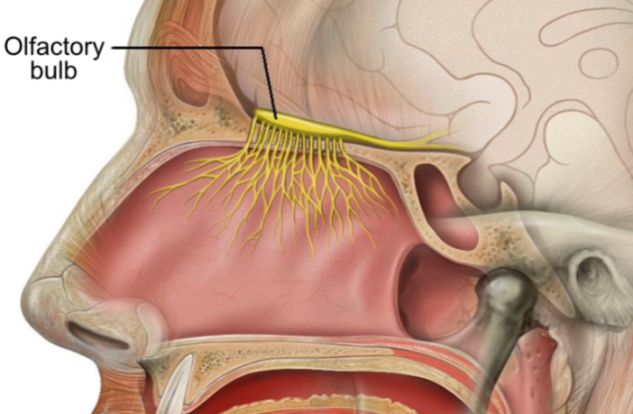 long covid memory loss is a concern