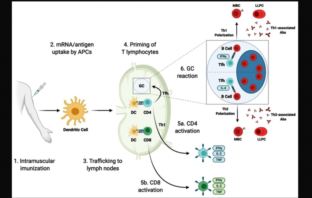 how immune memory counters infection