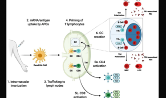 how immune memory counters infection