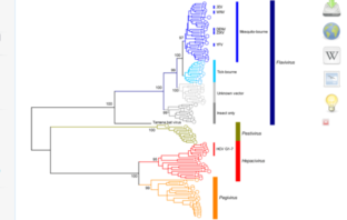 unfamiliar covid mutations