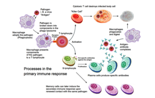 booster shots for immunocompromised folk
