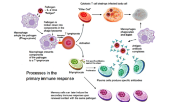 booster shots for immunocompromised folk