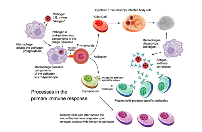 booster shots for immunocompromised folk