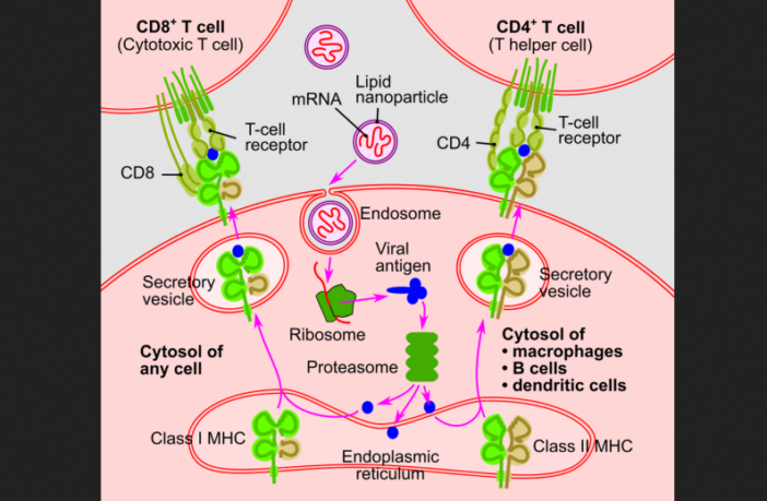 pfizer vaccine counters delta