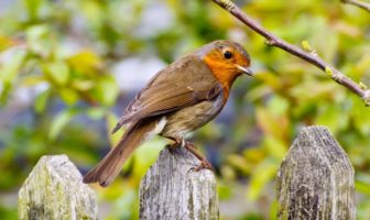 vaccine side effects