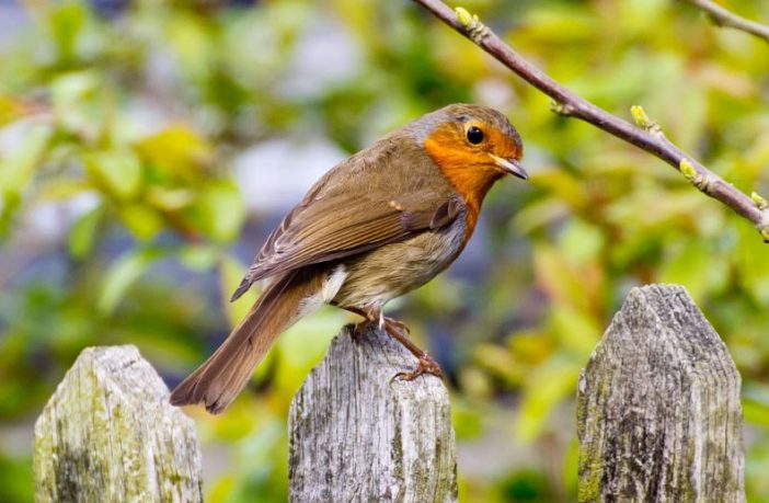 vaccine side effects