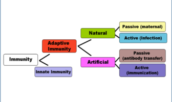 vaccine protection rates