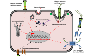 boosters for immunocompromised people