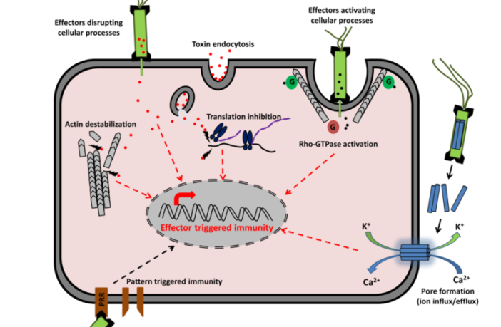 boosters for immunocompromised people