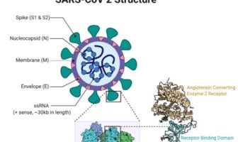 locking covid-19 out