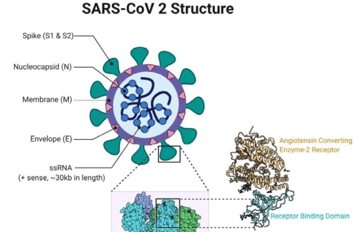 locking covid-19 out
