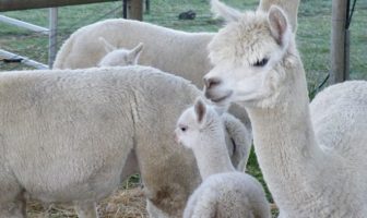 high potent nanobodies neutralize the virus