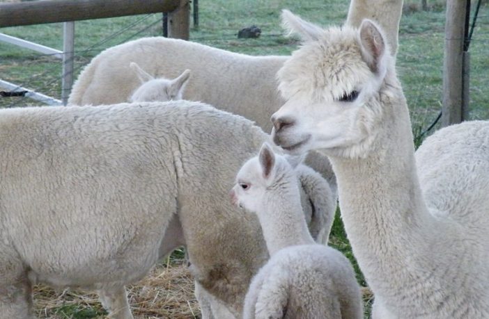 high potent nanobodies neutralize the virus