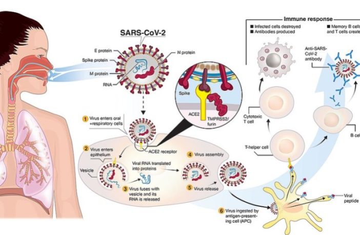 is covid infection better than a vaccine