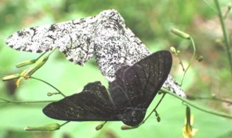 human behavior behind the rise in variants