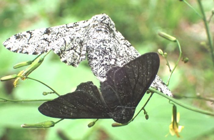 human behavior behind the rise in variants