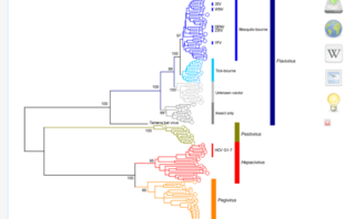 new lineage of sars-cov-2