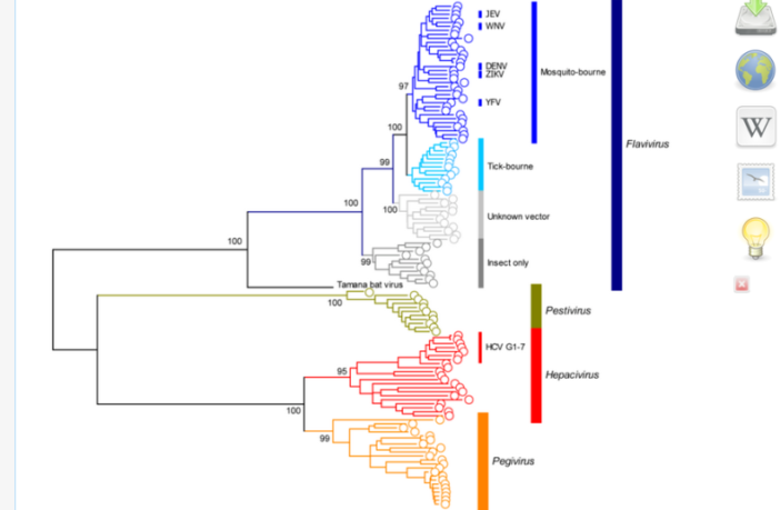 new lineage of sars-cov-2