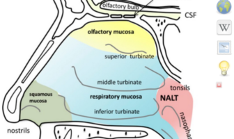 covid breakthrough transmission risk lower