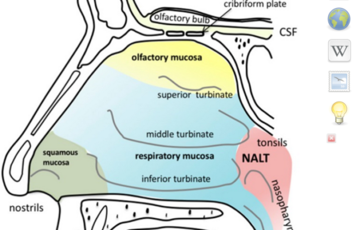 covid breakthrough transmission risk lower
