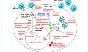will the merck antiviral pill replace vaccine