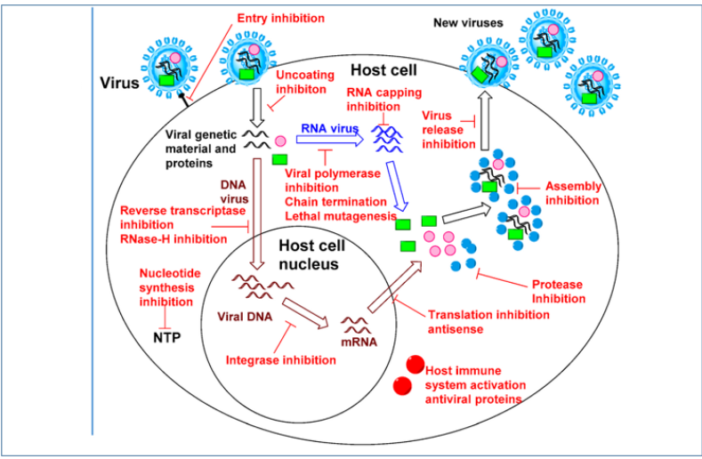 will the merck antiviral pill replace vaccine