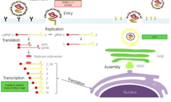 what a coronavirus is