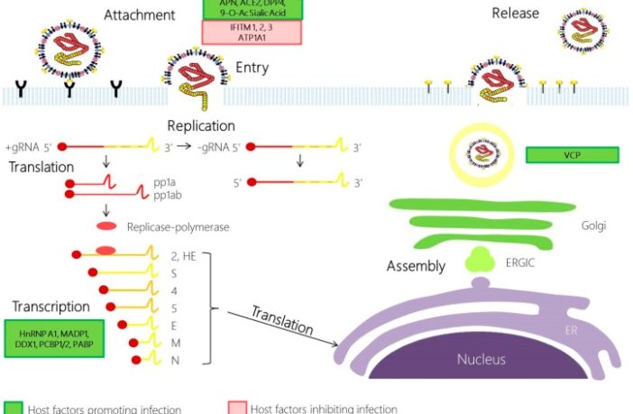 what a coronavirus is