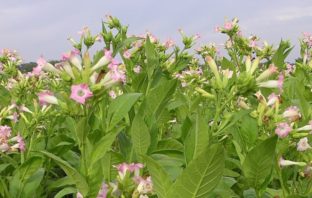 green tobacco based vaccine
