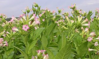 green tobacco based vaccine