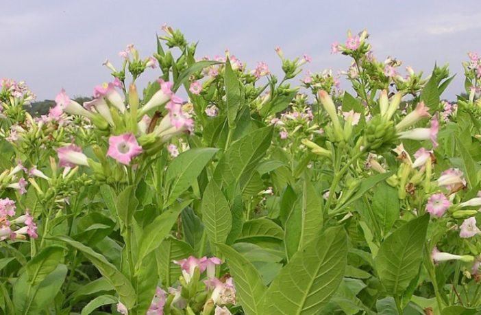 green tobacco based vaccine