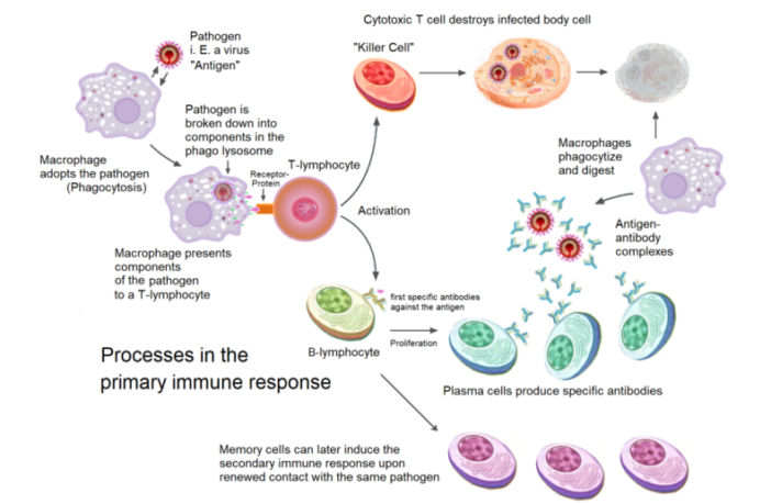 the human immune system
