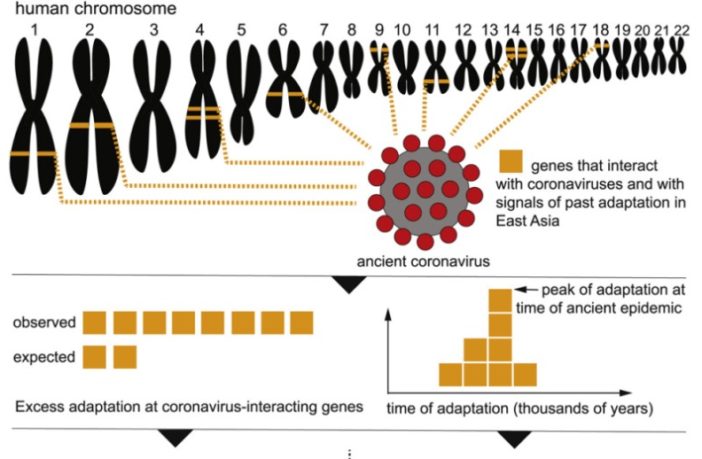 shadows of an ancient coronavirus