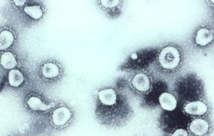 the coronavirus is more ancient than us