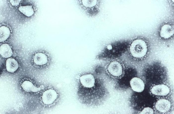 the coronavirus is more ancient than us