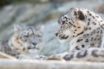 three snow leopards die from covid-19