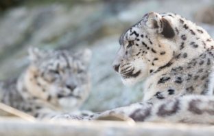 three snow leopards die from covid-19