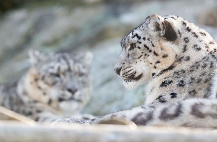 three snow leopards die from covid-19