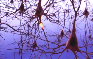 brain fog is a mental and a biological event