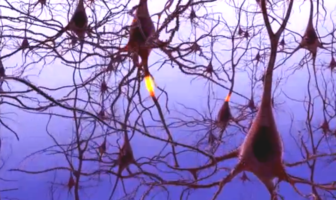 brain fog is a mental and a biological event