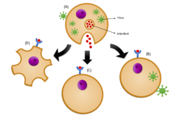 things we need to know about covid-19 pills