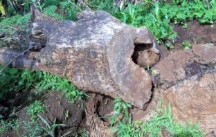 will warming bring new airborne diseases