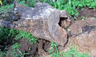 will warming bring new airborne diseases