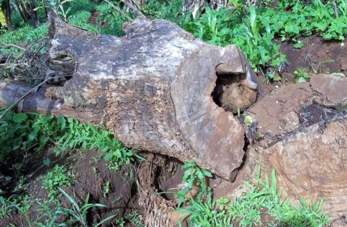 will warming bring new airborne diseases