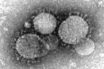 how the coronavirus gets inside our bodies