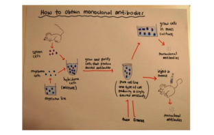 glaxo sotrovimab medicine