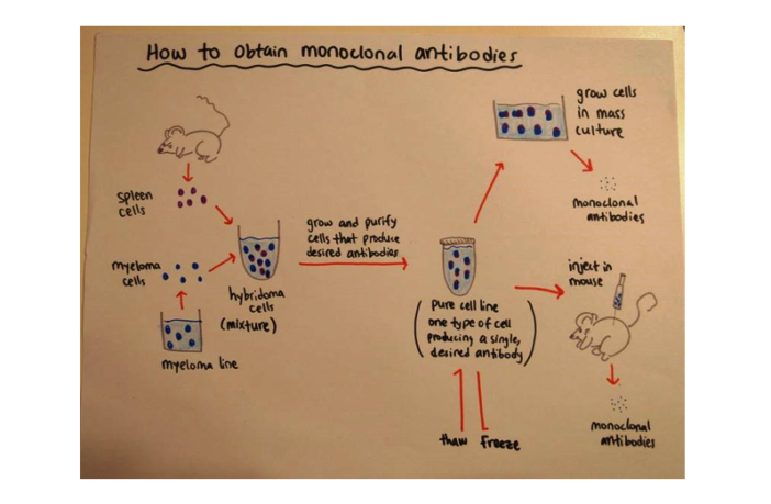 glaxo sotrovimab medicine