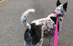 for the love of a dog in covid-19 quarantine