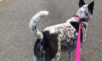 for the love of a dog in covid-19 quarantine