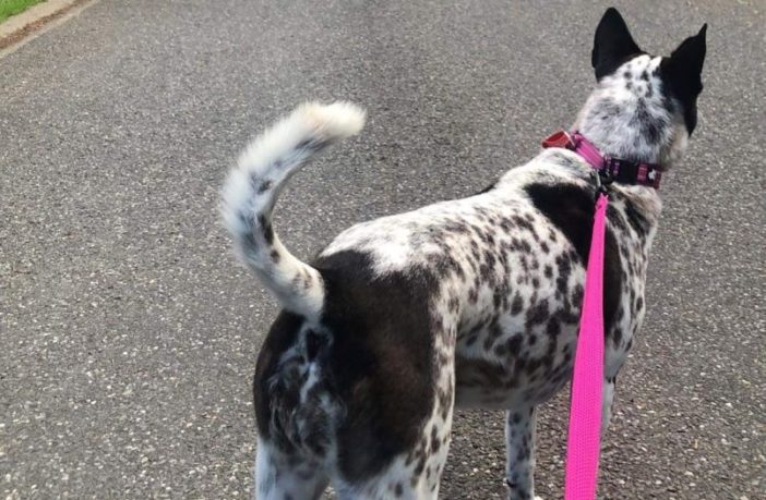 for the love of a dog in covid-19 quarantine